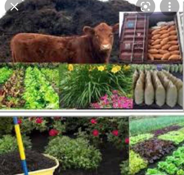 Cow%20dung%201%20kg%20for%20your%20home%20garden.%20%E0%B6%9C%E0%B7%9C%E0%B6%B8%20%E0%B6%B4%E0%B7%9C%E0%B7%84%E0%B7%9C%E0%B6%BB%20(%20%E0%B6%B4%E0%B7%83%E0%B7%8A%20%E0%B6%9A%E0%B7%80%E0%B6%BD%E0%B6%B8%E0%B7%8A%20%E0%B6%9A%E0%B6%BB%20%E0%B6%B1%E0%B7%9C%E0%B6%B8%E0%B7%90%E0%B6%AD)%20-%20Image%203