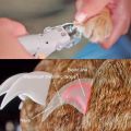 Pet Dog Cutter Cat Dog Nail Clipper Cutting Machine Beauty Scissors Animal Cat Locks Pet LED Light Nail Trimme Claw Nail Scissor. 