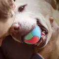 Pet Dog Toys Bite Resistant Bouncy Ball Toys for Small Medium Large Dogs Tooth Cleaning Ball Dog Chew Toys Pet Training Products. 
