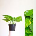 Lucky Plants /poths/air Purifying Plant/Money Plant/Home Decor Plant. 