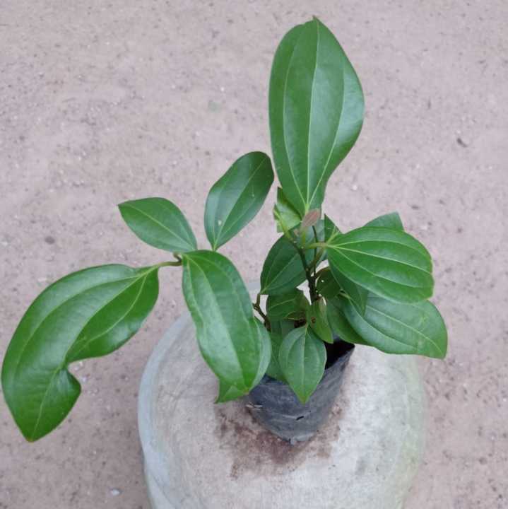 Kurudu plant, cinnamon plant