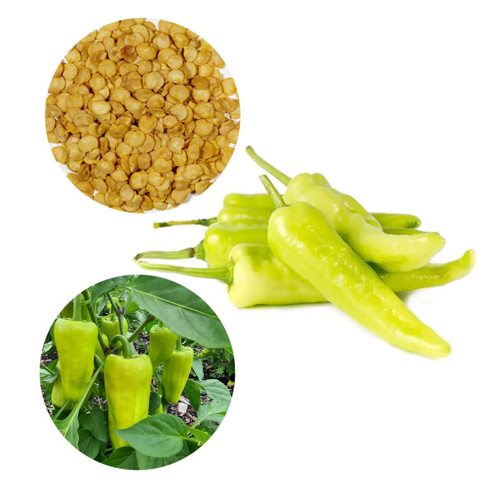 Capsicum CA8 Banana Pepper Malu Miris Beeja  50 Seeds Pack