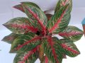Natural Home Decoration Plants for Indoor and Outdoor No.5. 