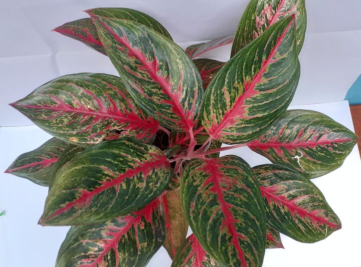 Natural%20Home%20Decoration%20Plants%20for%20Indoor%20and%20Outdoor%20No.5%20-%20Image%202