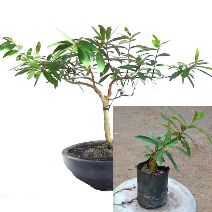 Kubuk%20Plant%20-%20Image%205