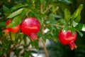 promaganate plant/delum. 