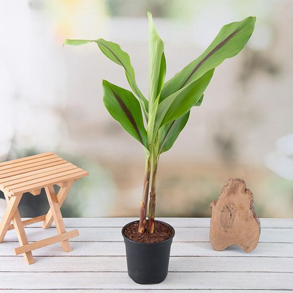 tumeric plant/kaha pala