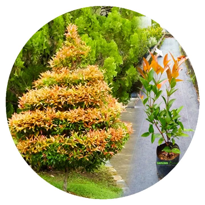 Natural kristina plant sapling cloud natural plant good quality