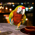 Premium Sunflower Bird Food Mix for African Parrots - Natural Energy Boost Formula. 