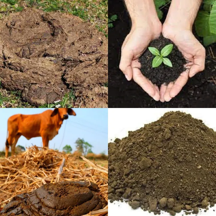Cow%20Dung%20Compost%202kg%20Organic%20Fertilizer%20Agriculture%20Home%20Gardening%20-%20Image%203
