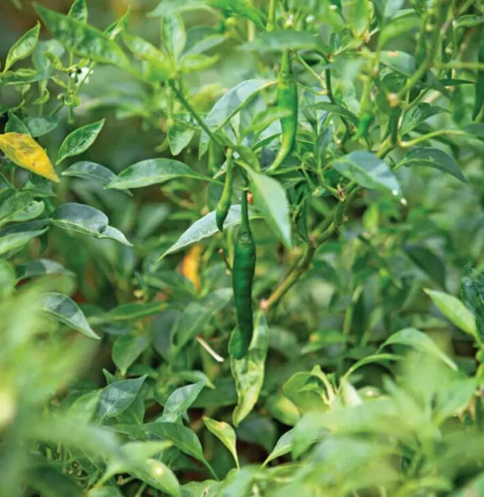 Amu%20Miris/Green%20Chilli%20Seeds%20Home%20Garden%20-%20Image%206