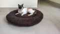 Round Pet bed for cats and dogs double side use. 