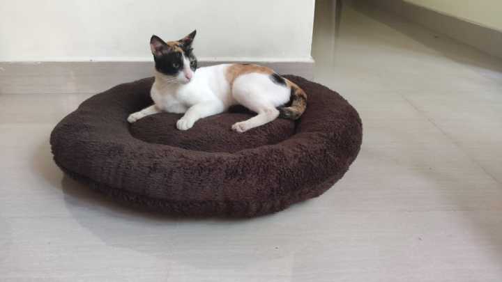 Round%20Pet%20bed%20for%20cats%20and%20dogs%20double%20side%20use%20-%20Image%205