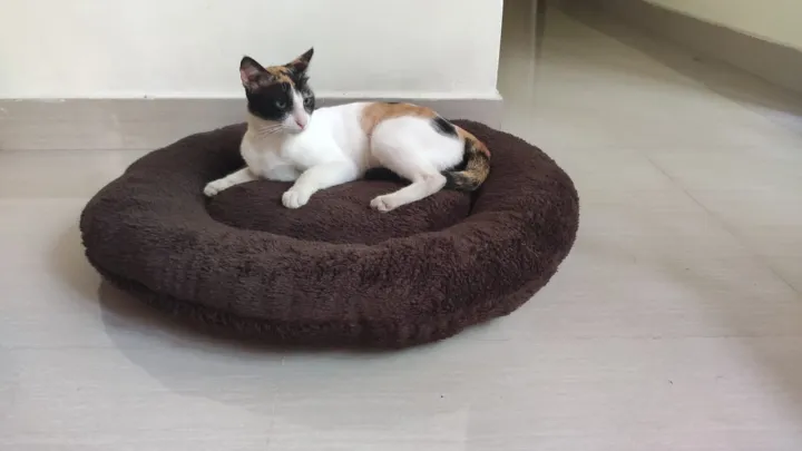 Round%20Pet%20bed%20for%20cats%20and%20dogs%20double%20side%20use%20-%20Image%205