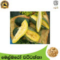 Pumpkin Melboro Seeds Gardening Quality Seeds Agriculture Home. 