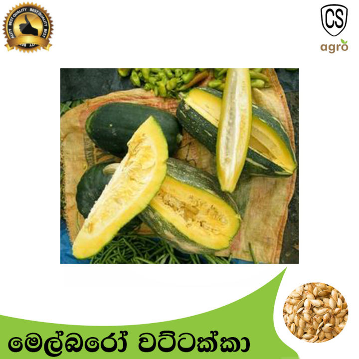 Pumpkin%20Melboro%20Seeds%20Gardening%20Quality%20Seeds%20Agriculture%20Home%20-%20Image%203