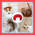 VibeVendor Dog Calming Pillow U Shape Ultra Soft Fluffy Pet Calming Half Donut Cuddler Cuddler Pillow Pet gelaoph. 
