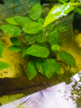 Anubias Barteri,  One Large Bush Naturally Grown on a  Seiryu Rock . Real Pictures are Attached. 
