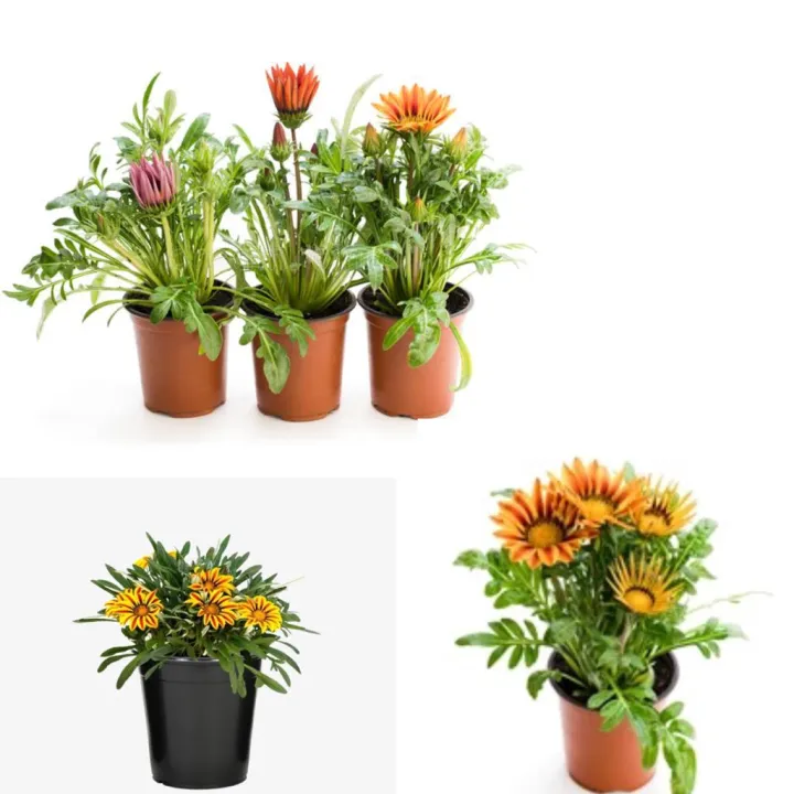 Gazania%20Flower%20Plants,Treasure%20Flower%20-%20Image%205