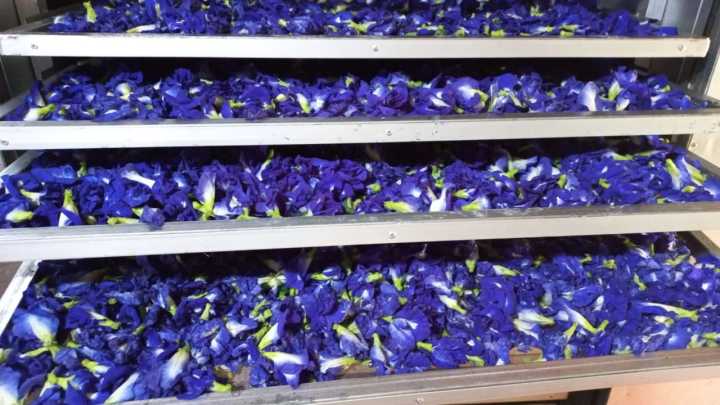 50%20Dry%20Flowers,%20%20Katarodu,%20Nil-Katarolu,%20Nilkatarodu,%20%E0%B6%B1%E0%B7%92%E0%B6%BD%E0%B7%8A%20%E0%B6%9A%E0%B6%A7%E0%B6%BB%E0%B7%9C%E0%B7%85%E0%B7%94.%20Blue%20Butterfly%20Pea,%20Clitoria%20ternatea%20.%20Karuttappu%20-%20Image%204