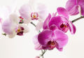 Orchid Plant Fertilizer N:P:K 12:40:12 Promotes Rapid blooming 120g. 