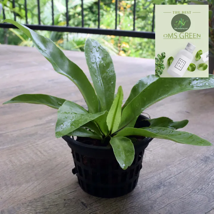 The%20Bird's%20Nest%20Fern/%20Asplenium%20nidus%20plant%20with%20black%20pot%20-%20Image%205