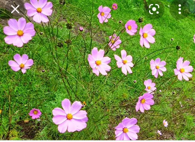 Canyon%20daisy%20of%20Atapethiya%20flowers%20100%20seeds%20pack%20of%20orange,%20pink%20,%20yellow%20colours%20for%20beautiful%20home%20garden%20-%20Image%205