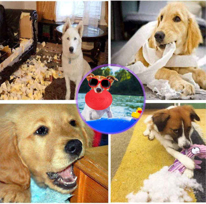 Natural%20Rubber%20Frisbee%20for%20Dogs-%20L-size%20-%20Image%207