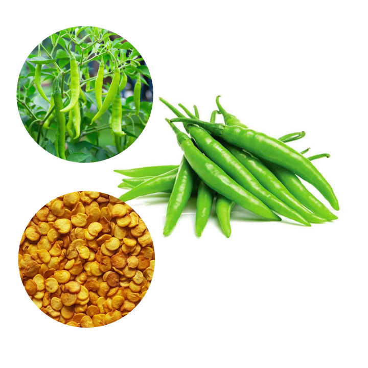 Chilli Seeds Miris Waraniya 45 Seeds