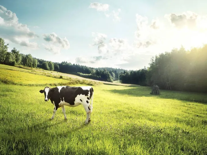 Cow%20Dung%20Compost%202kg%20Organic%20Fertilizer%20Agriculture%20Home%20Gardening%20-%20Image%206