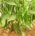 Amu Miris/Green Chilli Seeds Home Garden. 