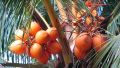 King Coconut oil 28ml King Coconut Oil has magical benefits that work wonders for all your skin & hair problems. 