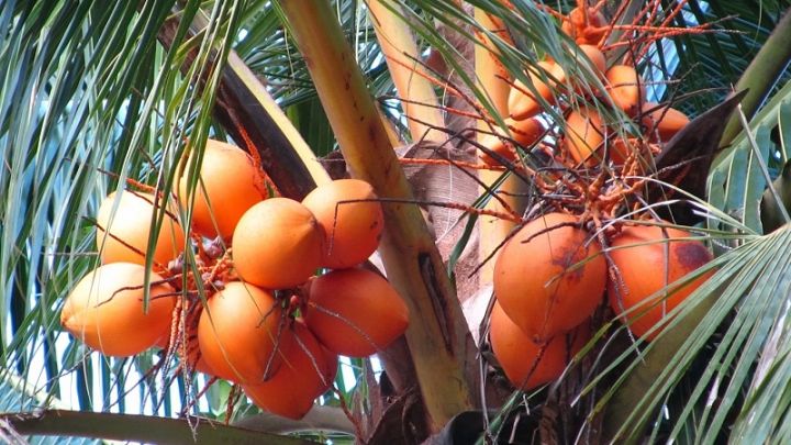 King%20Coconut%20oil%2028ml%20King%20Coconut%20Oil%20has%20magical%20benefits%20that%20work%20wonders%20for%20all%20your%20skin%20&%20hair%20problems%20-%20Image%204