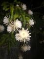 Kadupul Plant. 