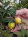 Chinese Guava Plant/ Dwarf Guava Plant. 