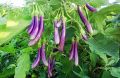 Brinjal Lena Iri Seeds Seeds/ Lena Iri Seeds/Batu/vegetable Seeds/Home Gardening. 