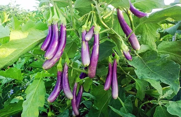 Brinjal%20Lena%20Iri%20Seeds%20Seeds/%20Lena%20Iri%20Seeds/Batu/vegetable%20Seeds/Home%20Gardening%20-%20Image%204
