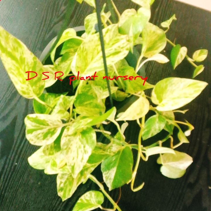 lucky%20plant%20/poths/big%20poths%20plant/%20plant%20-%20Image%205