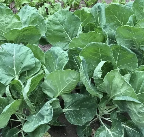 Vegetable%20Seeds%205Packets.%20%E0%B6%B6%E0%B7%93%E0%B6%A2%20%E0%B7%80%E0%B6%BB%E0%B7%8A%E0%B6%9C%205%20%E0%B6%9A%E0%B7%8A.%20-%20Image%203