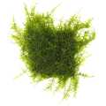 Christmas Moss - Live Aquarium Plants for Decorations. 