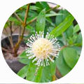 Bakmee plant  kuru bakmee natural plant Sapling cloud good  quality plants Leichhardt plant. 