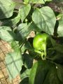 Cal-Plus : Organic Calcium Fertilizer (100% eggshells). 