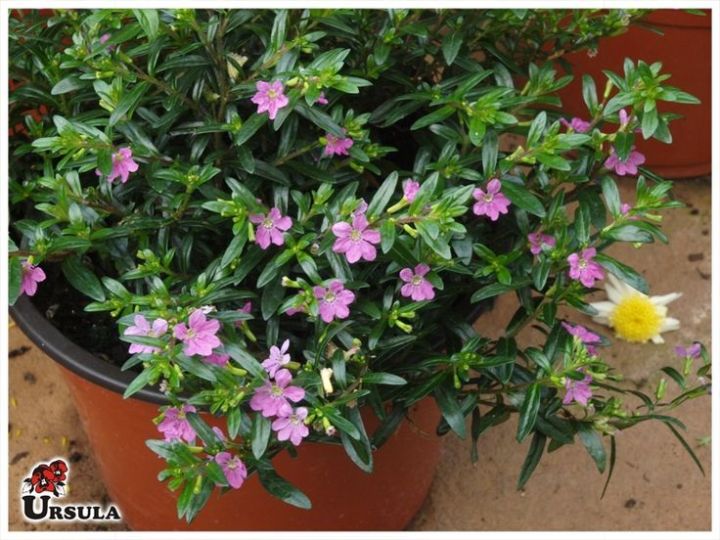 Kufiya%20Plant%20-%20Image%202