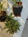 lucky bamboo/big sandriyana plants /indoor lucky plant / air furifing plant. 