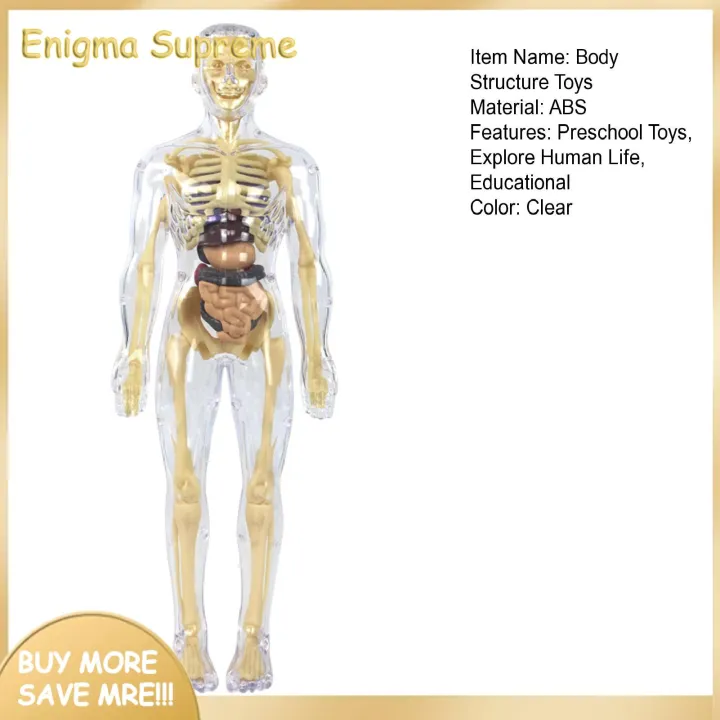 Enigma-%20Human%20Body%20Structure%20Toys%20Interactive%20Human%20Body%20Model%20Set%20for%20Kids%20Educational%20Science%20Lab%20Toy%20for%20Learning%20about%20Human%20Anatomy%20Biology%20Detachable%20Parts%20for%20Hands-on%20Exploration%20Perfect%20for%20Curious%20-%20Image%203