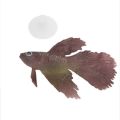 Silicone Fish Artificial Floating Fake Fish For Aquarium Decorations. 