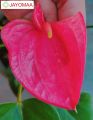 Anthurium plants - Royal Pink - Bangkok Variant - potted plants with flowers from JAYOMAA for anthurium lovers.. 