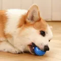 DySunny Pet Intelligent Automatic Electric Ball Interactive Pet Toys Forming Self-Sports Kitten Training Accessories. 