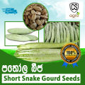 Pathola Short Snake Gourd Seeds Home Gardening Agriculture. 
