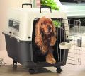 Large Pet IATA Approved Airline Travel Carrier Crate Pets Dog Cat Air Flight Box Checked Vet Visit Kennel Portable Foldable Breathable High Quality ABS PP Plastic Material Car Case Dogs Cats Medium Small Chrome Door Food Water Cup. 